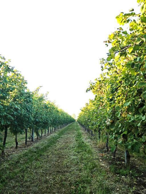 Relax Nelle Colline Del Prosecco Leilighet Pederobba Eksteriør bilde